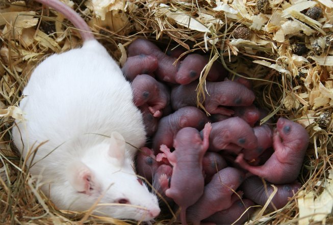 purata tempoh kehamilan tikus di antara 19 hingga 21 hari