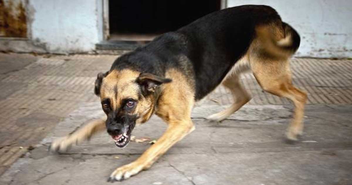 rabid dog anjing gila penyakit