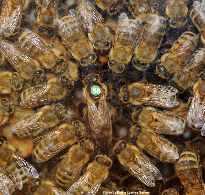 ratu lebah ketua koloni lebah