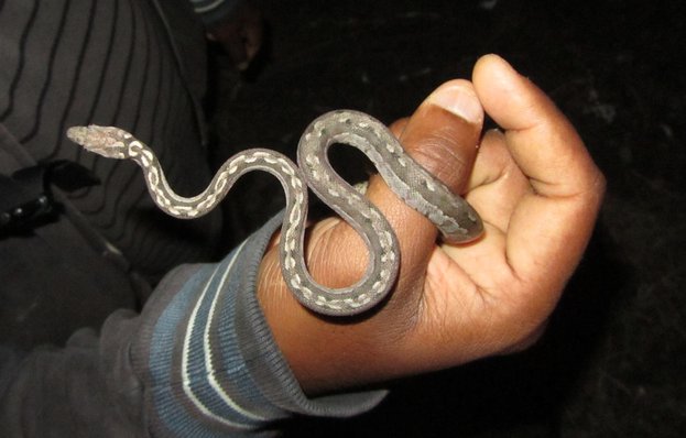 round island boa ular paling rare di dunia