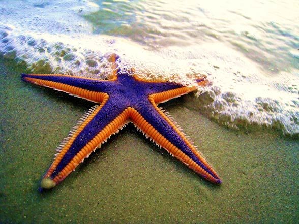 royal starfish