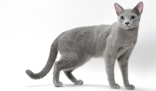 russian blue