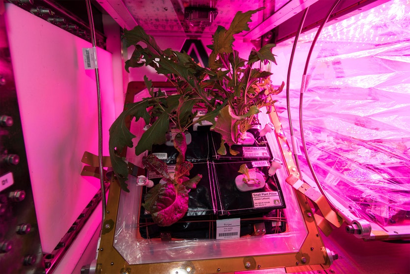 salad yang ditanam di angkasa lepas