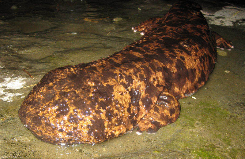 salamander gergasi china haiwan paling besar di dunia 2