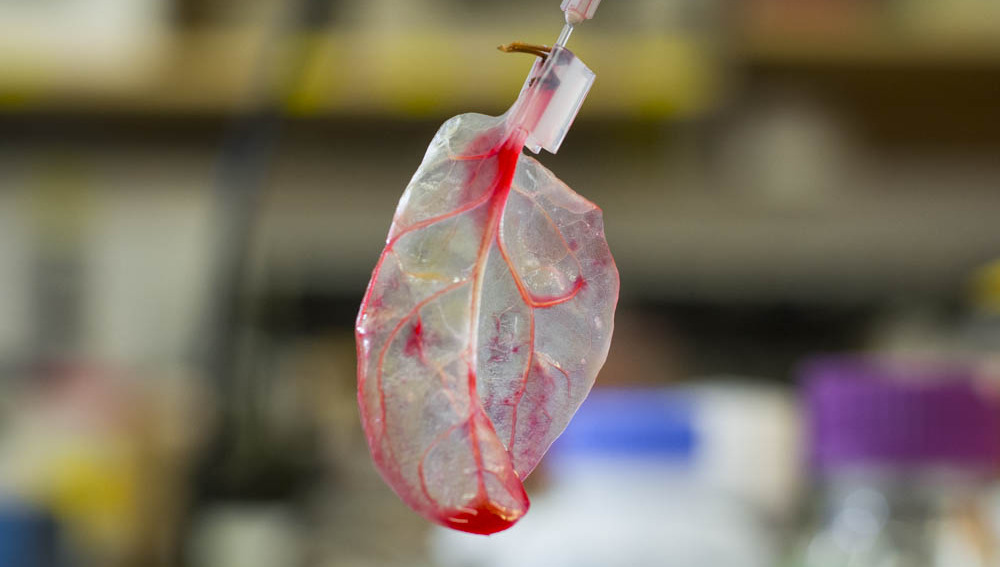sampel darah dimasukkan ke dalam saluran daun bayam yang kelihatan seperti jantung manusia