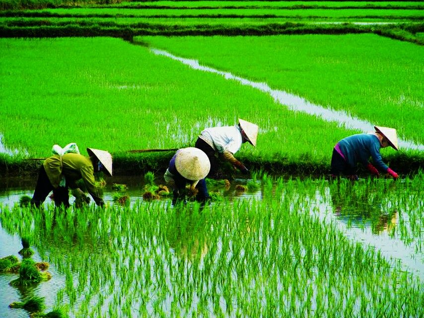 Ilmu Pesawah Melayu Menanam Padi Zaman Kedah Tua 