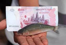 sejarah wang riel ikan