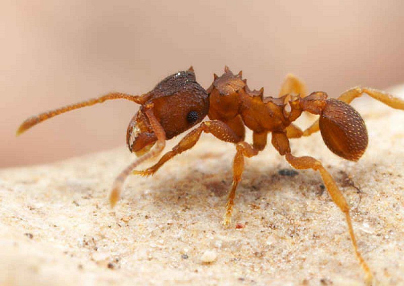 semut amazonian membiak secara kloning