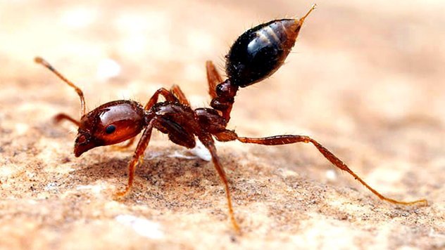 semut api semut paling berbahaya di dunia 2