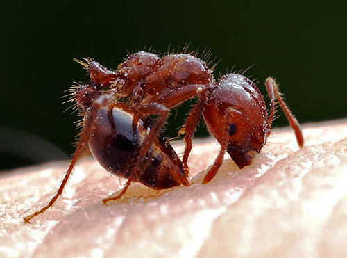 semut api semut paling berbahaya di dunia