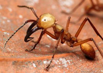 semut askar semut paling berbahaya di dunia 2