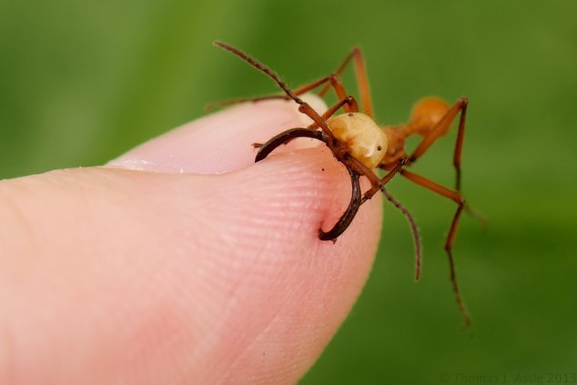 semut askar semut paling berbahaya di dunia