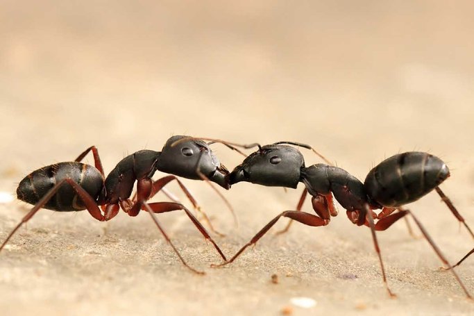 semut berlaga antara satu sama lain untuk berkongsi makanan