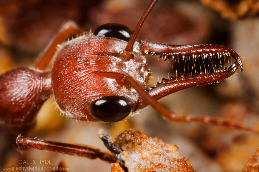 semut bulldog semut paling berbahaya di dunia