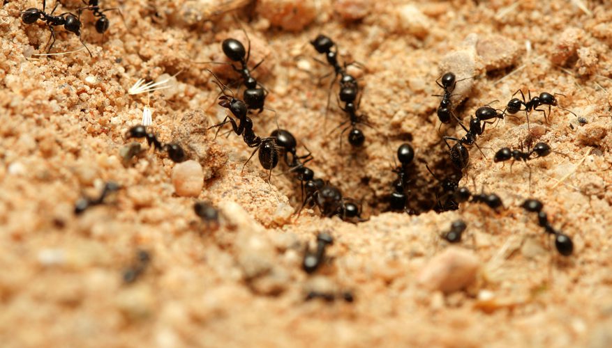 semut penting untuk bumi