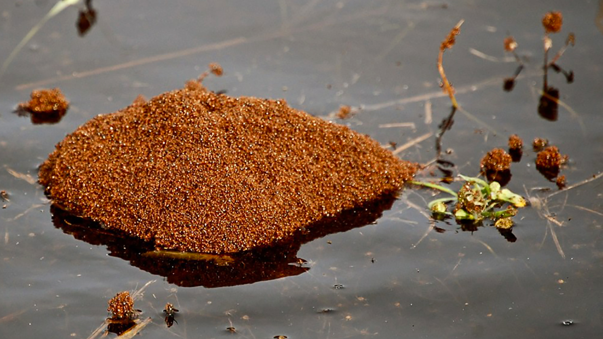 semut rakit hidup