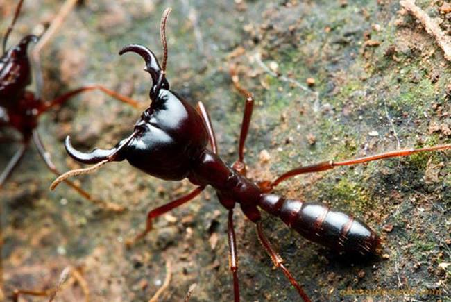 semut siafu semut paling berbahaya di dunia 2