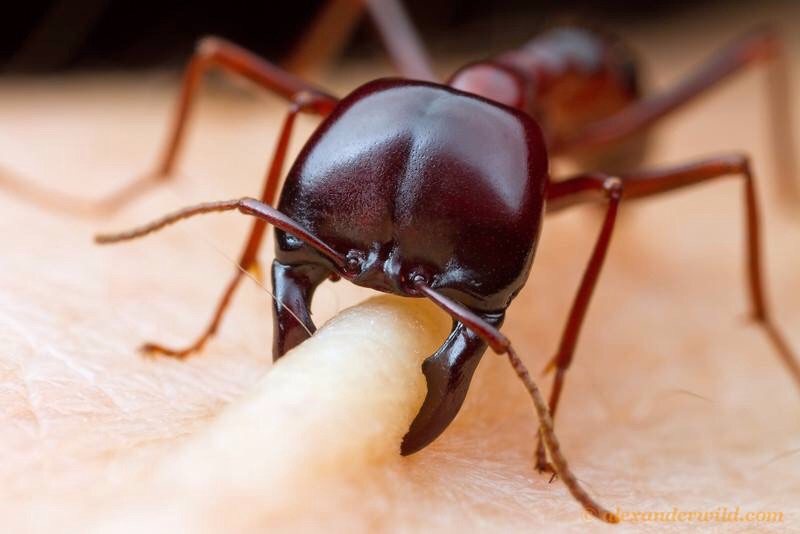 semut siafu semut paling berbahaya di dunia