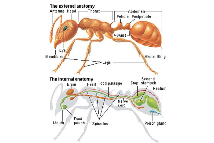 Строение муравья для детей в картинках