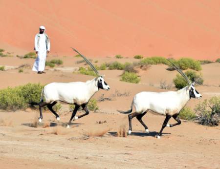 sepasang oryx hadiah kepada king george oleh raja saudi