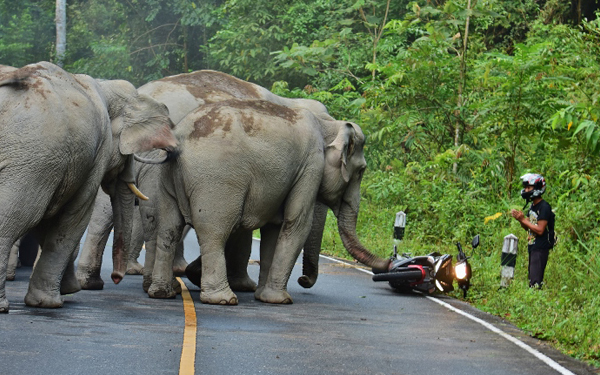 serangan gajah mengamuk