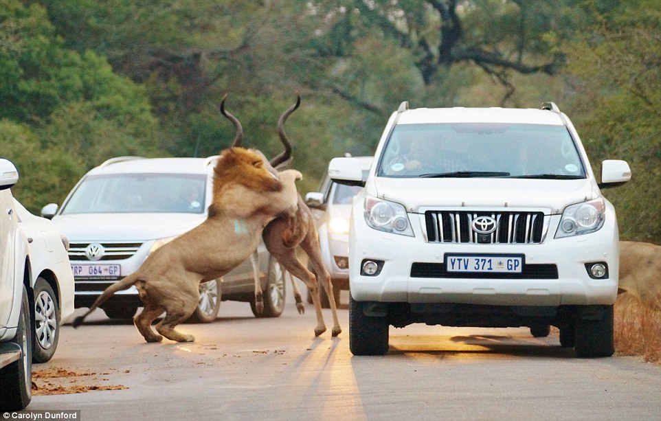 serangan singa di safari