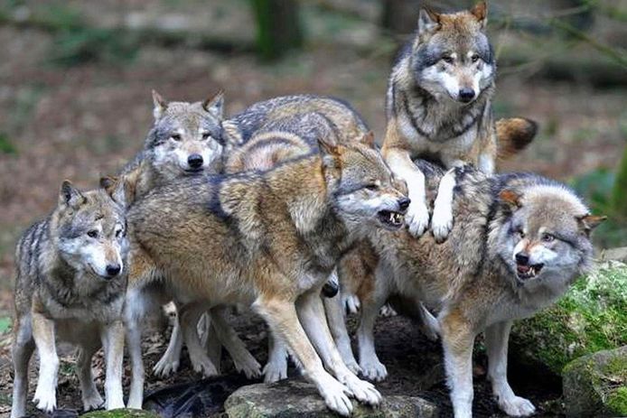 serigala hidup dalam sistem keluarga