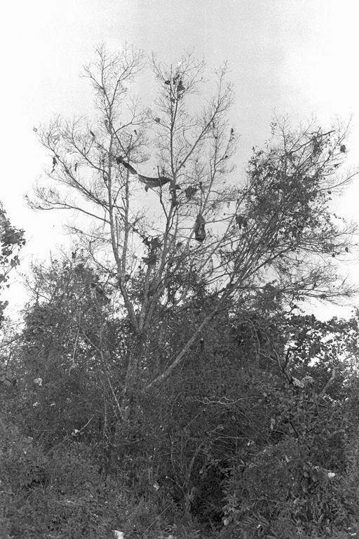 serpihan pesawat terlekat di atas pokok