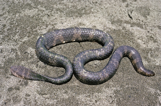 short nosed sea snake ular paling rare di dunia 2