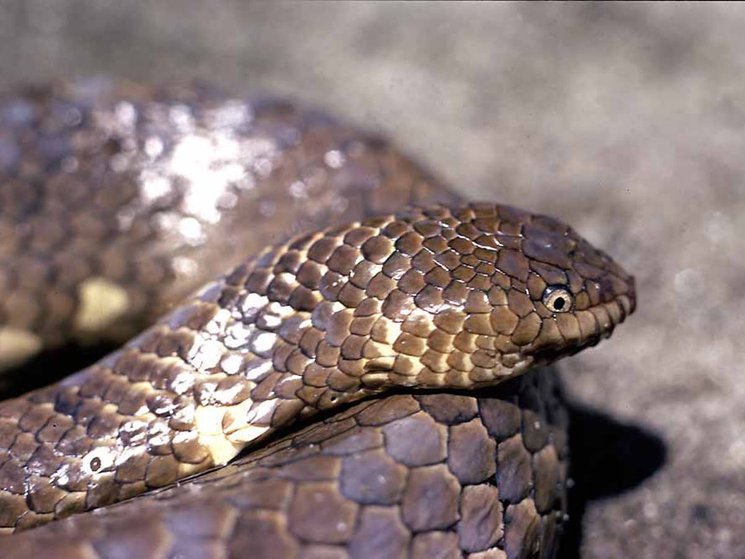short nosed sea snake ular paling rare di dunia