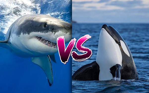 siapa raja lautan jerung putih atau orca paus pembunuh
