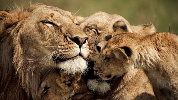 singa hidup berkeluarga