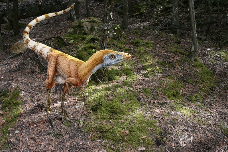 sinosauropteryx dinosaur berbulu