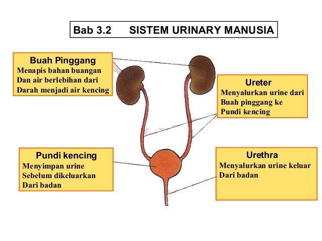 sistem urinari