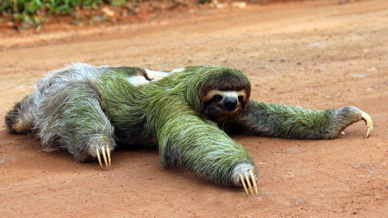 sloth tiga jari paling perlahan di dunia