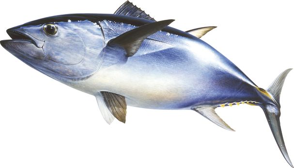 southern bluefin