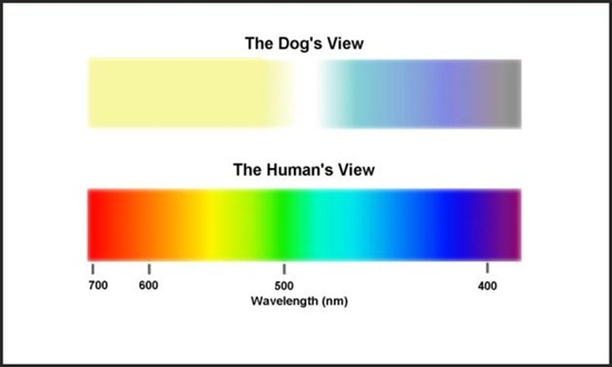 spektrum warna mata anjing