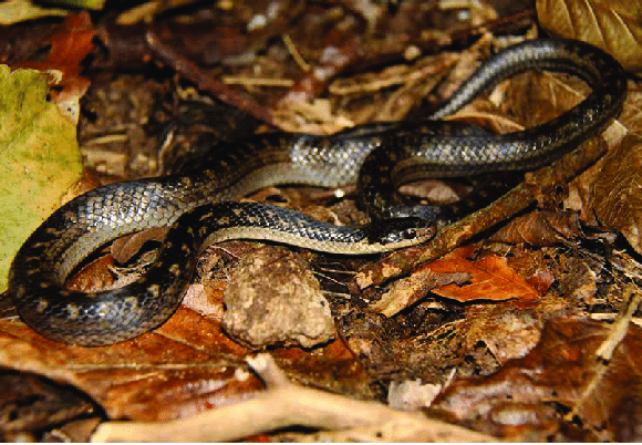 st lucia racer snake ular paling rare di dunia 2