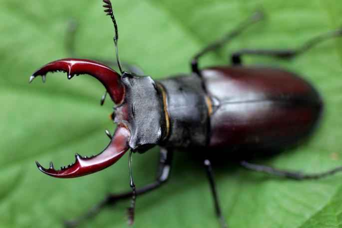 stag beetle yang agak jarang ditemui