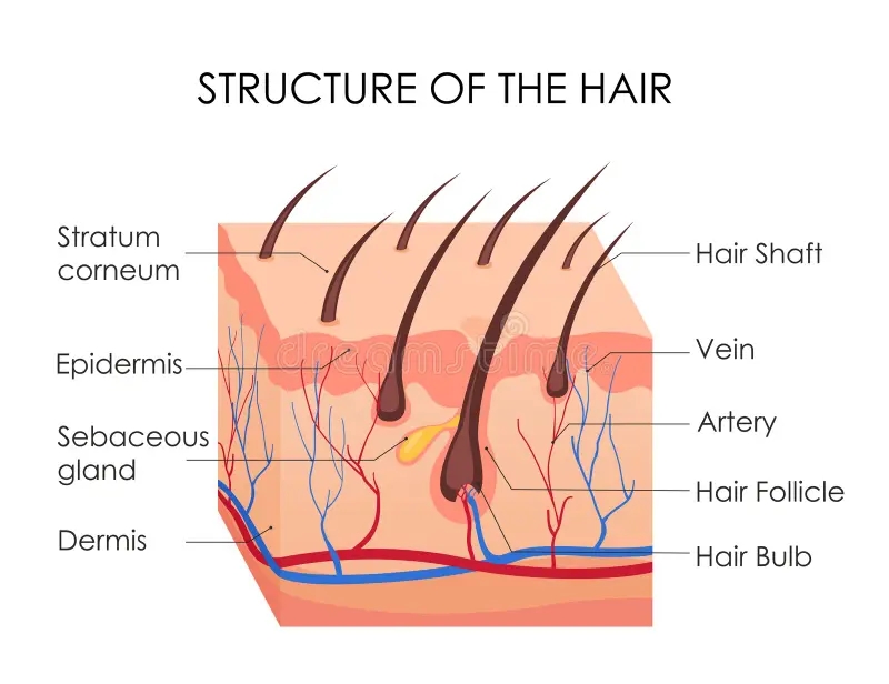 struktur kulit manusia