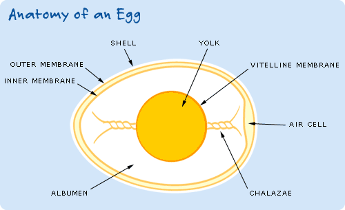 struktur telur 566