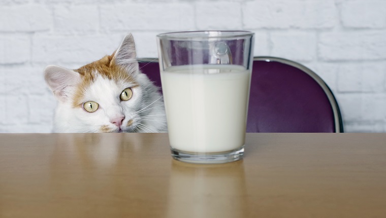 susu tidak baik untuk kucing