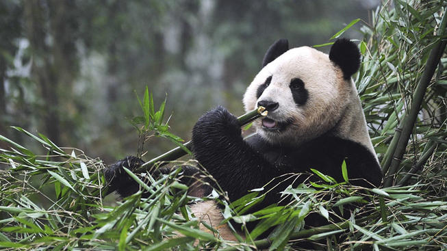 tahi panda antara paling mahal di dunia 2