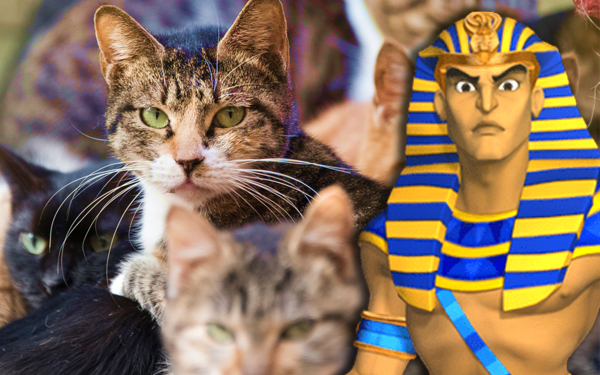 taktik perang guna kucing vs firaun