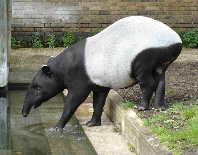 tapir malaya pupus