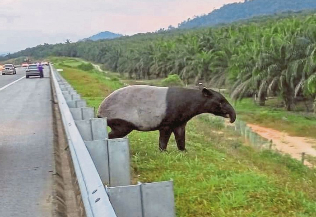 tapir malaya sesat highway