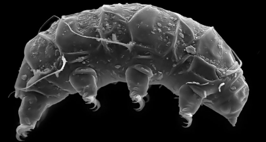 tardigrade makhluk spesies paling lasak dalam dunia 5ab2