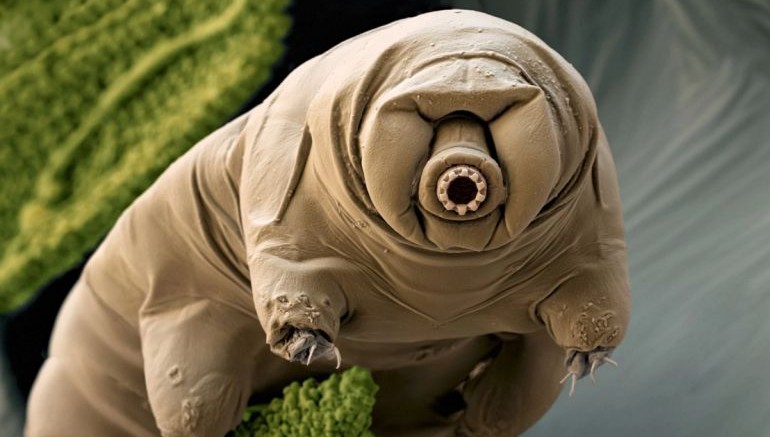 tardigrade makhluk spesies paling lasak dalam dunia 5ab96