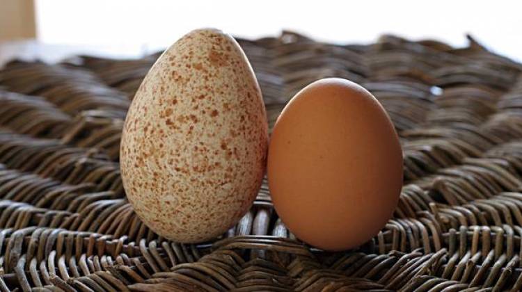 telur ayam belanda vs telur ayam biasa