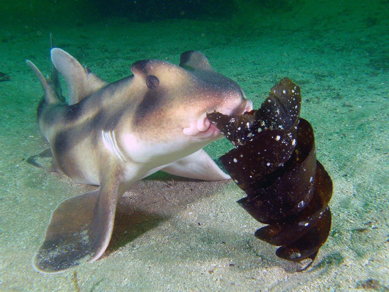 telur horn shark
